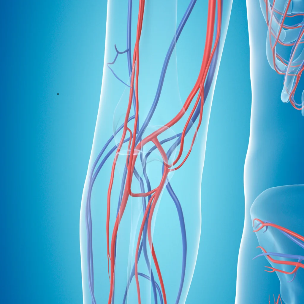 Ilustração médica do sistema circulatório destacando a integração entre angiologia, cirurgia vascular e técnicas endovasculares.